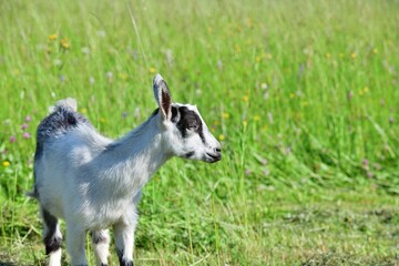 Obraz premium A domestic goat eats grass in a meadow in summer