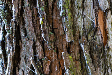 Old tree bark texture close up view. Background with copy space. for nature themes.