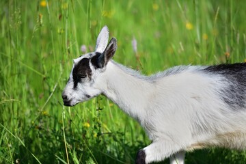 The domestic goat grazes on a green grass meadow 