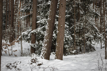 Pine tree trunks in a snowy winter forest.