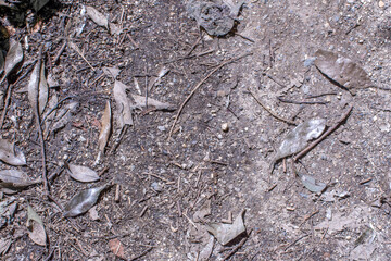 枯れ葉のある地面／埼玉県北本市
