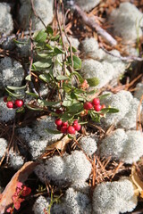 red and green leaves