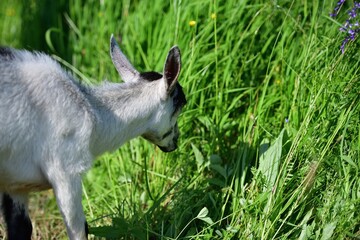 The domestic goat grazes on a green grass meadow 