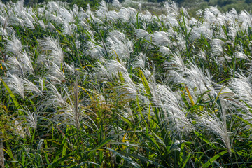 ススキの草原／埼玉県さいたま市
