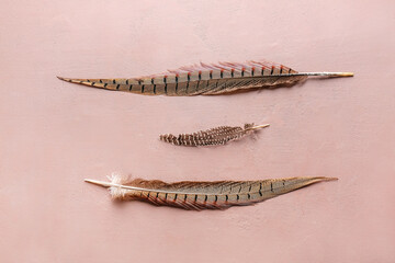 Beautiful pheasant feathers on pink background