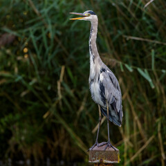 Graureiher (Ardea cinerea)