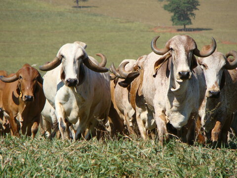 vacas da raça gir de leite
