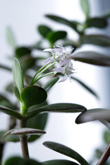 Obraz premium The money tree is blooming. Crassula ovata Bonsai style. Ornamental plant for home.