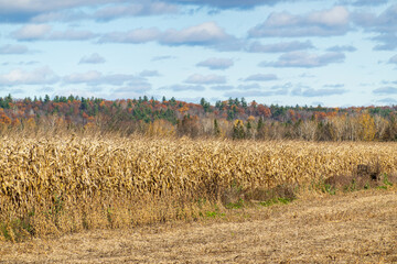 White clouds over fields of corn at harvest time.  Shot in the Ottawa Valley of Ontario, Canada.