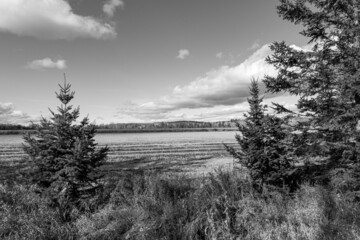 White clouds over fields of corn at harvest time.  Shot in the Ottawa Valley of Ontario, Canada. (Black and White)