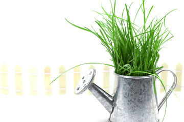 Gardening and plant growing. Green grass grows from a small metal watering can.