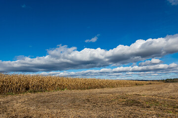 Fototapeta na wymiar White clouds over fields of corn at harvest time. Shot in the Ottawa Valley of Ontario, Canada.