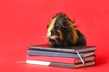 Cute guinea pig with books on red background