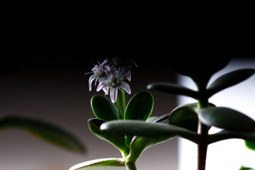 The money tree is blooming. Crassula ovata Bonsai style. Ornamental plant for home.