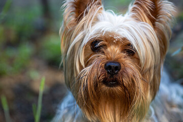 Portrait of a Little Yorkshire Terrier posing an grass. Yorkie Dog. © Krasi Kanchev