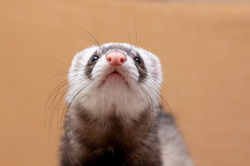 Portrait of cute funny ferret