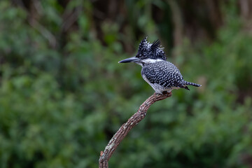 The crested Kingfisher is the most biggest  kingfisher of Thailand.  The feather back and white is made them popular