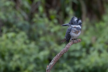 The crested Kingfisher is the most biggest  kingfisher of Thailand.  The feather back and white is made them popular