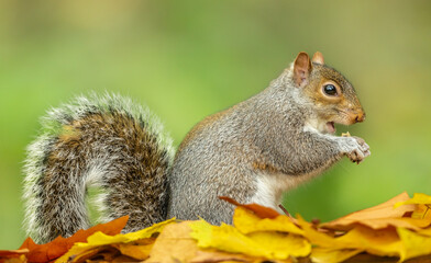 Grey Squirrel in Autumn, Scientific name: Sciurus carolinensis.  Close up of a Grey Squirrel, non-native to the UK, facing right and eating a nut held between his paws.  Clean background.  