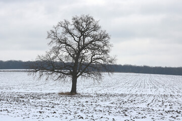 Lonely tree among field in winter against cloudy sky