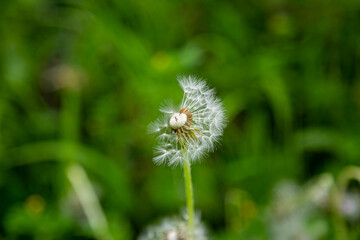 Close up of a left over half of white dandelion flower with blurry green background.