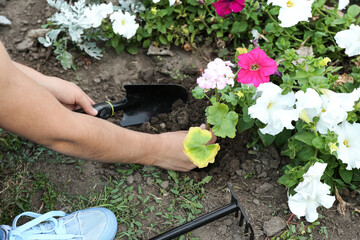 Woman planting petunias flowers in garden - obrazy, fototapety, plakaty