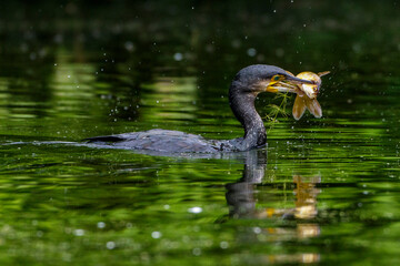 Kormoran (Phalacrocorax carbo) mit erbeutetem Fisch
