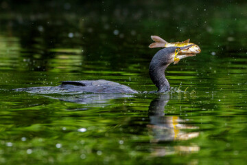 Kormoran (Phalacrocorax carbo) mit erbeutetem Fisch