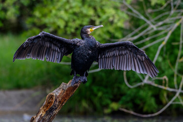 Kormoran (Phalacrocorax carbo) trocknet das Gefieder