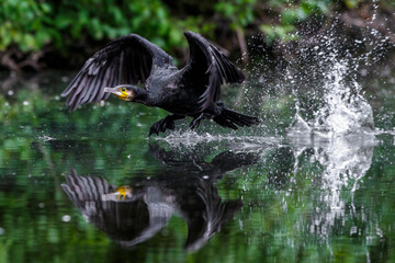 Kormoran (Phalacrocorax carbo)