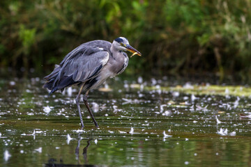 Graureiher (Ardea cinerea)