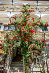Big rose bush on a facade wall background. Flowering Climbing roses plant above stairs.