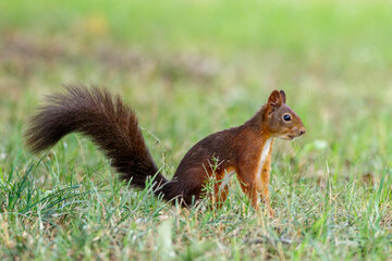 Eichhörnchen (Sciurus vulgaris) © Rolf Müller