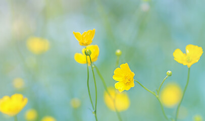 Beautiful  summer field of yellow wildflowers, buttercup