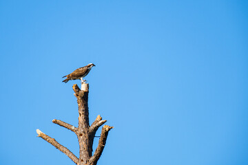 Osprey Perched Atop a Dead Tree	
