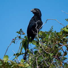 groove billed ani