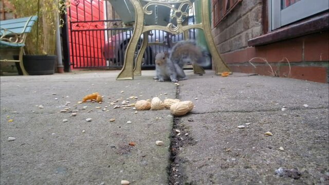 Grey squirrel; fetching monkey nuts to bury for winter in urban house garden.