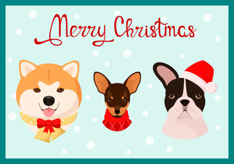 Cute dogs on a Christmas card. Akita, toy terrier, French bulldog.
