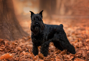dog black miniature schnauzer in autumn in the leaves in the park