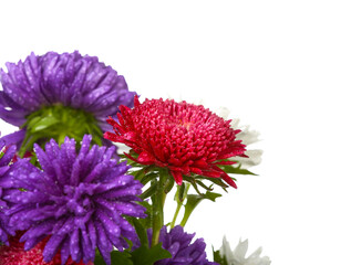 Beautiful aster flowers with water drops on white background, closeup