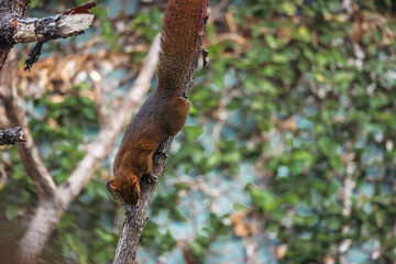 Asian red squirrel on dry branch