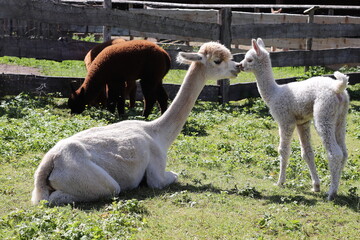 Naklejka premium Momma alpaca plays her baby