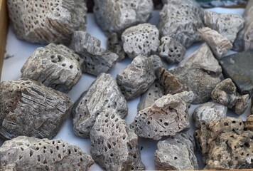 Fossil corals © murasal