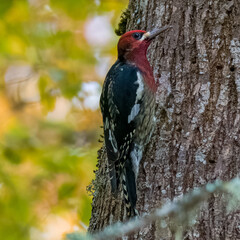 red bellied sapsucker