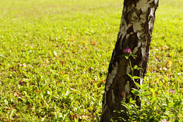 Natural background with a clover flower under a birch