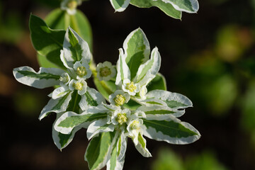 White small decorative flowers for background with top view