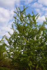 Spring awakening of nature after winter with young leaves