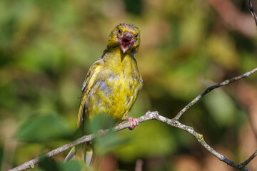 Grünfink (Carduelis chloris) Männchen