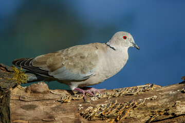 Türkentaube (Streptopelia decaocto)