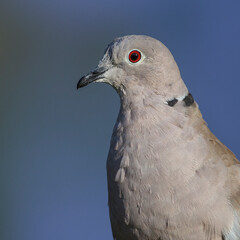 Türkentaube (Streptopelia decaocto)